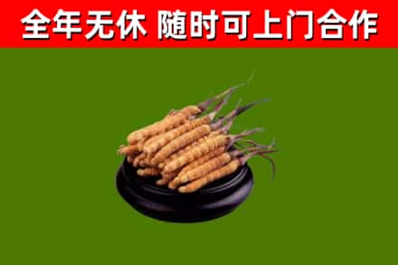 渠县回收冬虫夏草